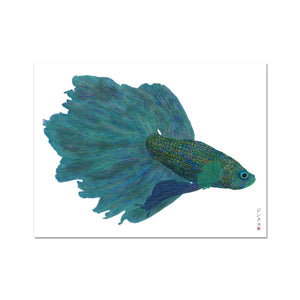 Betta splendens Fine Art Print