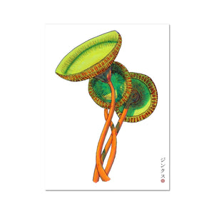 Green cup mushroom Fine Art Print