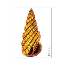 Load image into Gallery viewer, Orange spiral seashell Fine Art Print
